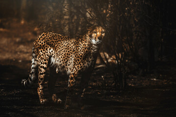 gepard (Acinonyx jubatus) - obrazy, fototapety, plakaty