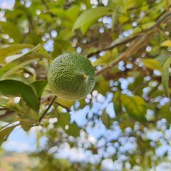 limão siciliano 