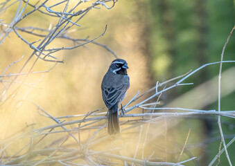 A black-throated sparrow perched in a dead bush in the Arizona desert at Saguaro National Park. 