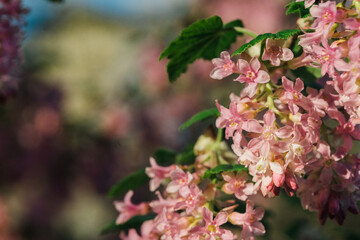 clusters of purple pink flowers on a branch.