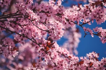 Beautiful floral concept. Pink magnolias in a spring edition. Photo with shallow depth of field.