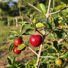 acerola vermelha