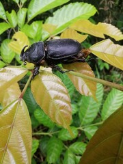 beetle on the leaf 