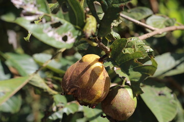 guava fruit that is ripe and rotting due to pests