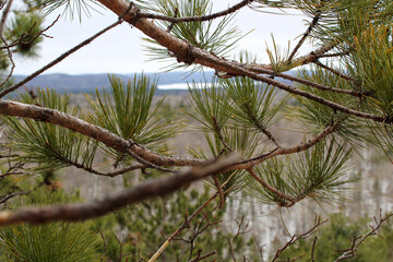 Close Up Pine Branches