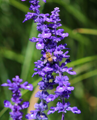 Close Up Bee and Flower
