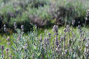 Lavender Field Up Close