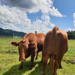 gado de corte red angus