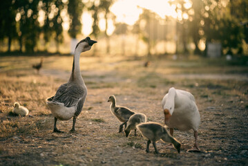 animal farm concept, flock of goose living in nature field of bird farming outdoor, white duck and flock of geese in agricultural concept