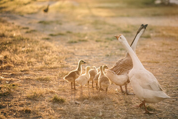 animal farm concept, flock of goose living in nature field of bird farming outdoor, white duck and flock of geese in agricultural concept