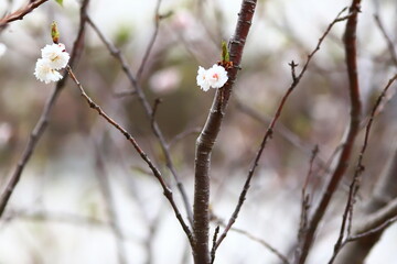 桜の花