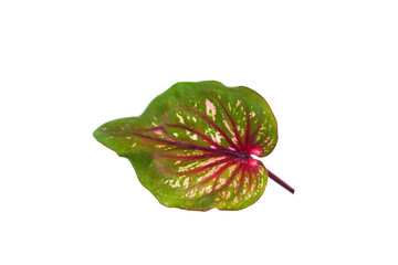 caladium  leaves on a white background
