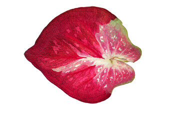 caladium  leaves on a white background