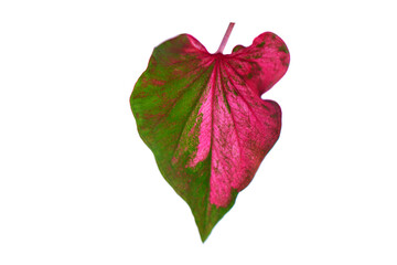 caladium  leaves on a white background