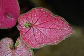 caladium  leaves in pot great plant for decorate garden   