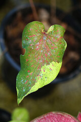 caladium bicolor  in pot great plant for decorate garden