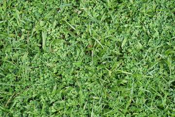 Green grass texture background Top view of bright grass garden 