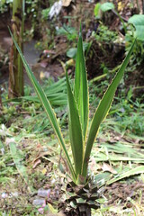 Obraz premium prickly sansevieria growing in the garden after pruning leaves