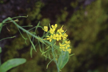 mustard flower growing on a concrete wall