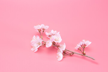 Fototapeta na wymiar Branch of blooming cherry blossoms isolated on pink background. Traditional japanese flower.
