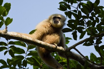 White-handed gibbon or Gibbons on trees, gibbon hanging from the tree branch. Animal in the wild, Khao Yai National Park, Thailand.