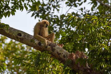 White-handed gibbon or Gibbons on trees, gibbon hanging from the tree branch. Animal in the wild, Khao Yai National Park, Thailand.
