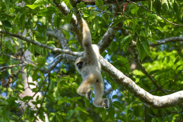 White-handed gibbon or Gibbons on trees, gibbon hanging from the tree branch. Animal in the wild, Khao Yai National Park, Thailand.