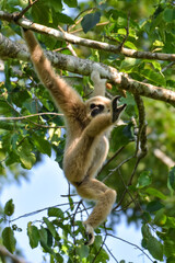 White-handed gibbon or Gibbons on trees, gibbon hanging from the tree branch. Animal in the wild, Khao Yai National Park, Thailand.