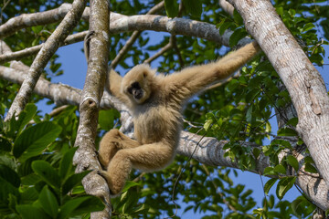 White-handed gibbon or Gibbons on trees, gibbon hanging from the tree branch. Animal in the wild, Khao Yai National Park, Thailand.