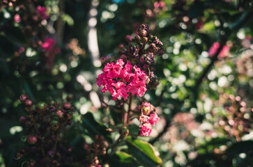 crepe myrtle