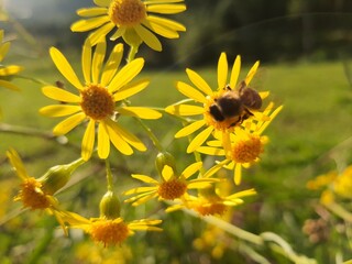 flor do campo mariamol