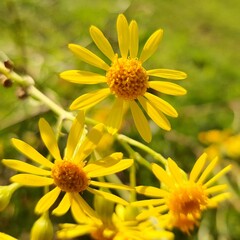 flor do campo amarela 