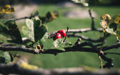 Red berry