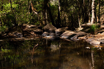 
small lake in the forest