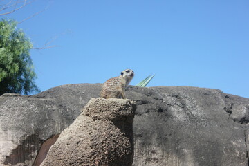 Meerkat Leader