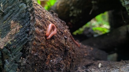 person holding a tree
