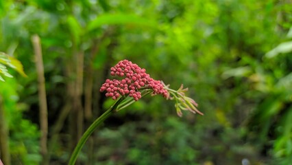 red and yellow flower