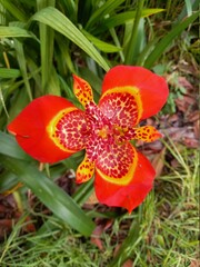 orange flower in a garden