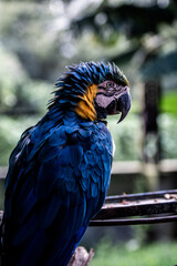 blue parrot closeup