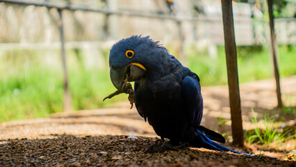 Blue macaw biting your foot