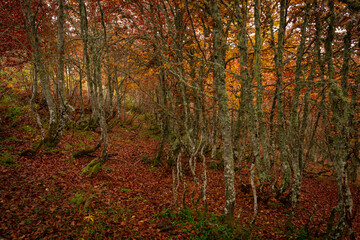 Trees on a fall landscape with red and orange colors in Picos de Europa national park, Spain