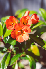 close-up of orange vireya rhododendron plant with coral flowers outdoor