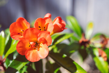 Fototapeta premium close-up of orange vireya rhododendron plant with coral flowers outdoor