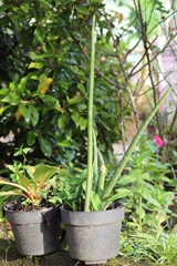 Fototapeta na wymiar stem-shaped plant in the garden