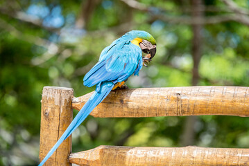 Arara azul no rio de janeiro