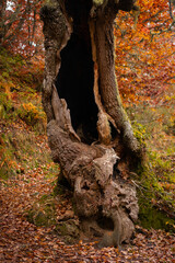 Trees on a fall landscape with red and orange colors in Picos de Europa national park, Spain