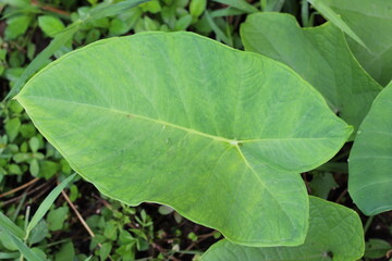 taro leaves that grow wild on the river bank