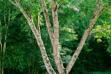 Shaggy Bark Maple Tree
