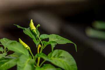 Chili plants that are bearing fruit that have a pale yellow color, green leaves, blurry environmental background
