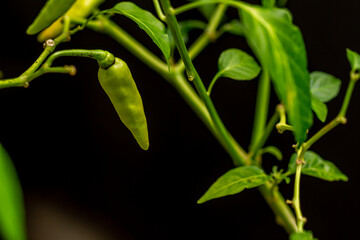 Chili plants that are bearing fruit that have a pale yellow color, green leaves, blurry environmental background